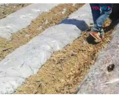 煙草作業視頻